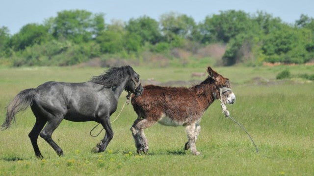 骡子是马和驴所生,为何没有生育能力?女教授说的很实在