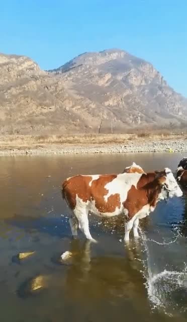 就是这么倔强!牛-看你能拿我怎样?