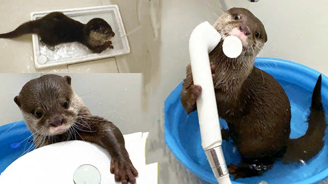 主人第一次给水獭洗澡,下一秒千万要憋住不笑,镜头拍下全过程!