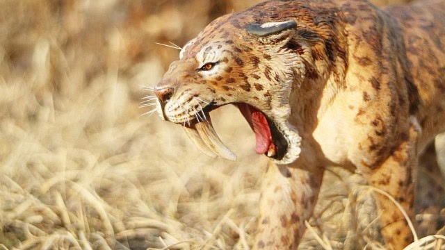 比老虎凶猛百倍的剑齿虎,能捕食猛犸象,为何会灭绝呢?