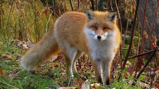 澳洲狐狸又泛滥了,居民捕获狐狸可获得奖励,在中国根本不会发生