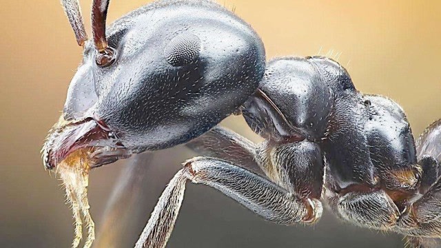 六种世界上最奇特的蚂蚁!蚂蚁中的"巨人族"!