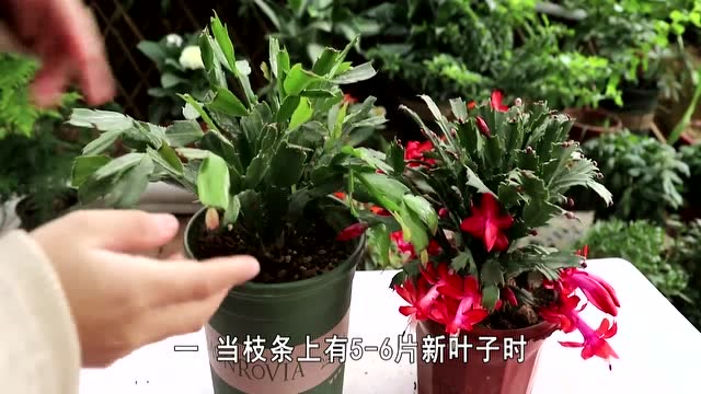 养蟹爪兰太费劲?狠心"摘一摘"再"掐一掐",很快就爆盆