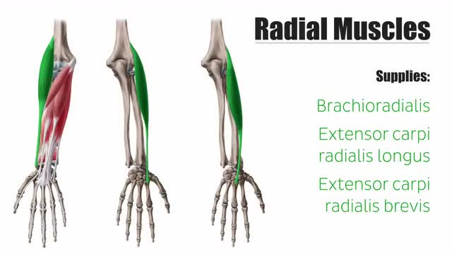 桡神经-分支,路线和神经支配贝斯特健身学院