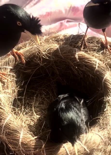 小八哥在窝里呆着好好的,两只八哥轮流看班,萌萌的好可爱