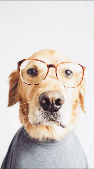 你更中意那个戴眼镜的狗狗呢