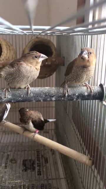 有没有谁看到过一个尼姑养的一只斑纹鸟宽大说话的视频