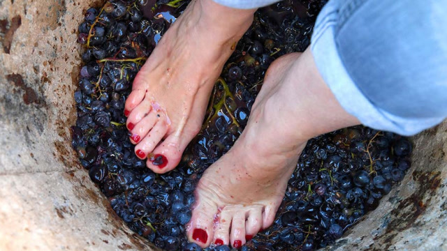 最顶级的葡萄酒,是少女光脚踩出来的?看完胃里不舒服了!