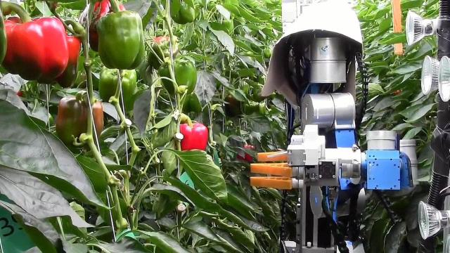 机器人采摘辣椒,真是开眼界了