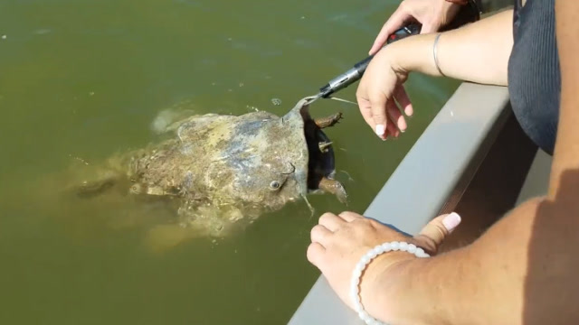 一条死鲶鱼嘴里含着什么奇怪的东西,众人看清后,连忙拖上了船