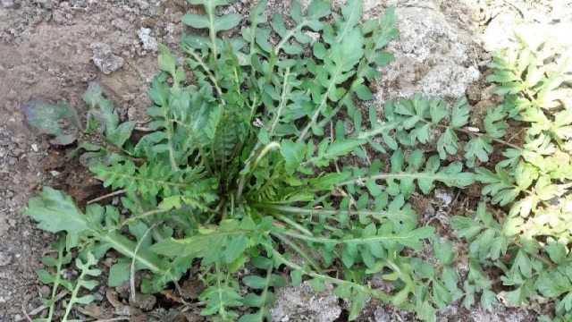 生活小技巧:你认识春天的荠菜吗?教你辨别小技巧,别再认错了