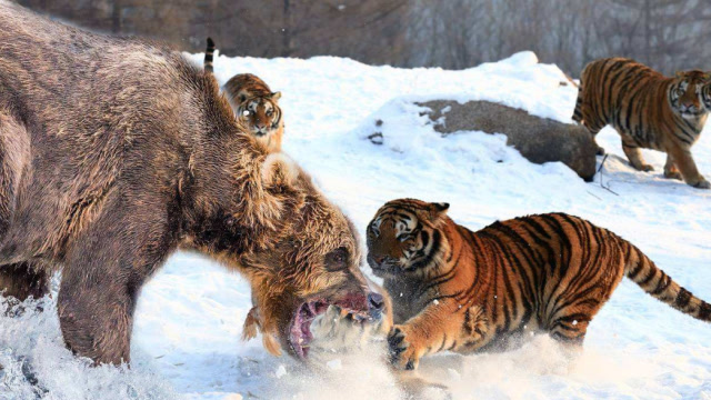 老虎大战熊究竟谁更强悍?遇到这种两种熊只能跑路了