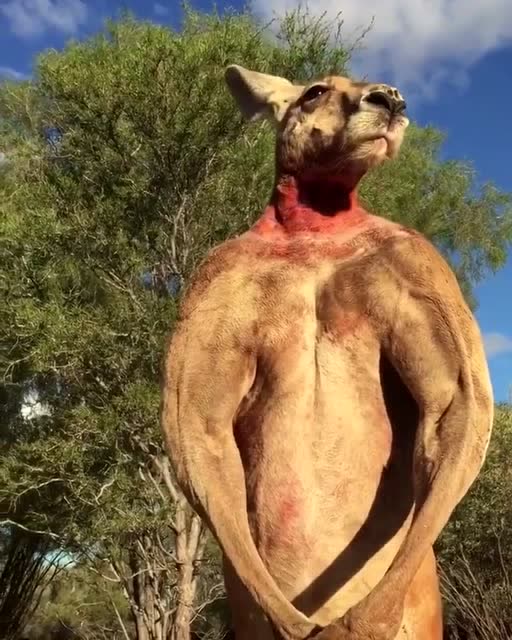 你看看袋鼠的肌肉线条!如果不想输给它,健身吧!