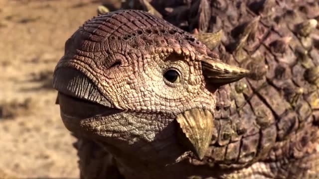 恐龙王:斑大师胁迫八百度,八百度只好跟着斑大师上路!