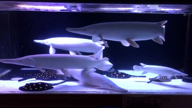 一缸子白化幽灵火箭配上一群皇冠黑白虹鱼霸气侧漏