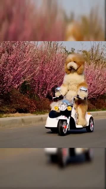 泰迪开车,把小的吓得不行不行的