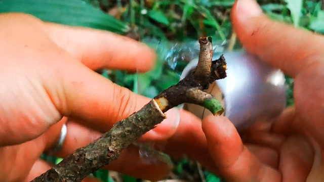 枇杷树嫁接不需要花哨的方法,简单易学成活率高,这种方法最实用