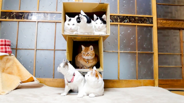 猫大叔们住上了三层"楼房",真是可喜可贺啊