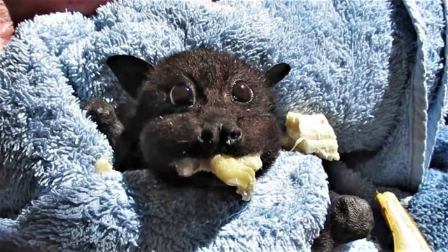 吃香蕉的狐蝠宝宝萌翻了 简直可爱到犯规!