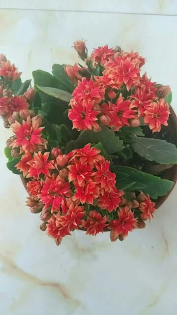 长寿花热情美哒哒