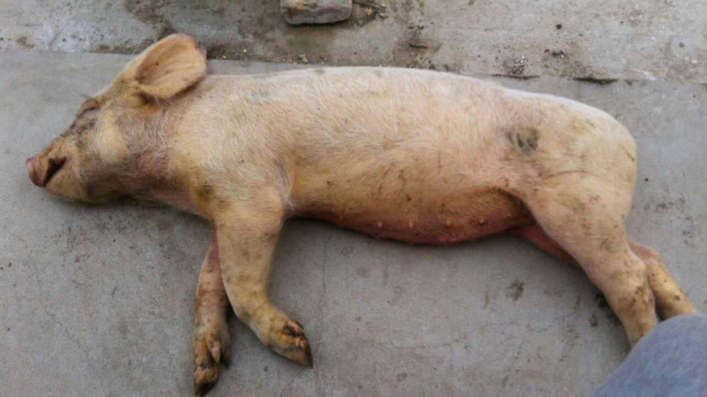 养猪场老板告诉你真相!