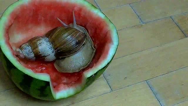 把超大只蜗牛放进西瓜里,见证它啃食西瓜全过程,看饿了