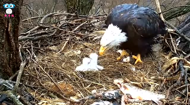 老鹰喂宝宝吃鱼,超有爱!