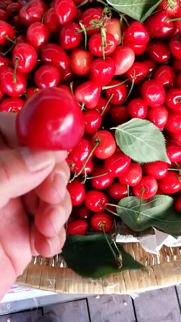 心形樱桃名鸳鸯