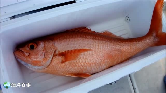 深海鱼长尾滨鲷,红红火火!