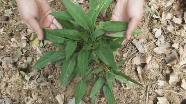 腰扭伤?我们家就用这种草药,小伙亲自体验,好使!