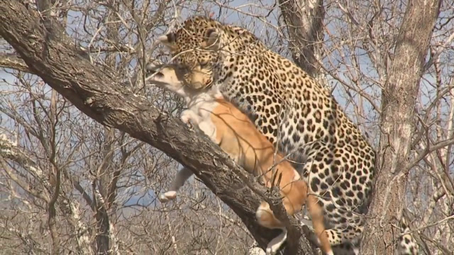 花豹捕到一只狗,把狗叼到树上准备进食,结果一个回头气炸了