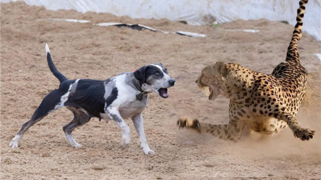 花豹偷袭狗狗,本以为狗生已"凉",没想到它放出大招!