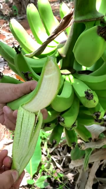 你们见过青皮就能吃的香蕉吗?