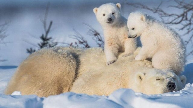 春天北极熊苏醒,两个可爱的熊宝宝感受着第一缕阳光,萌化了!