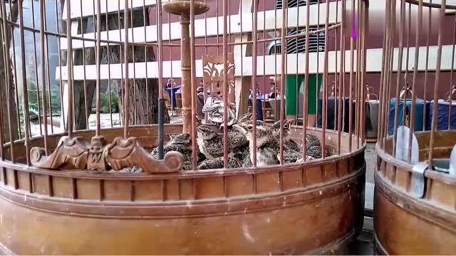 鸟友养了两窝小百灵鸟,个个蠢萌可爱,大家看哪个鸟笼里的鸟大啊