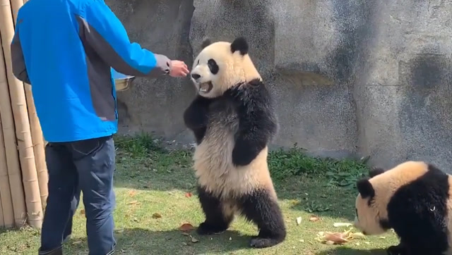 大熊猫叉腰表情包图片