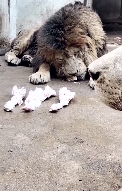 动物园狮王吃鸡啦