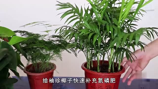 袖珍椰子多久浇一次水图片