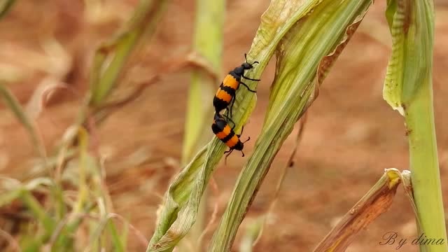 眼斑芫菁-拉锯战