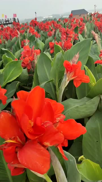 花的海洋,吉林省四平市