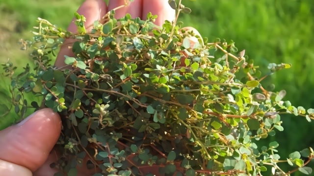 农村常见的"卧蛋草",你知道吗?听说有很高的作用和价值!