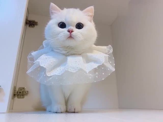 穿婚纱的猫咪好美呐,甜美