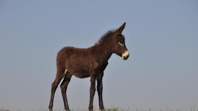 小驴驹儿刚出生撒欢尥蹶子摔倒起不来,驴妈妈用什么办法让它起来