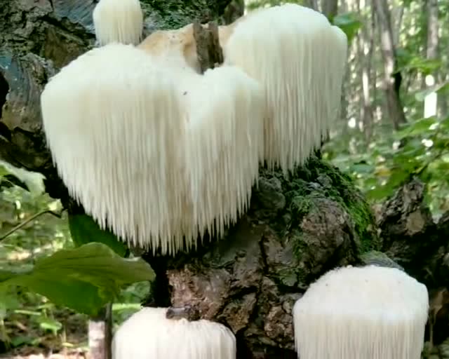 今天运气太好了,发现一棵树上长了好多猴头菇