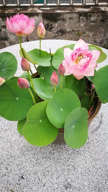 霓裳碗莲,好漂亮