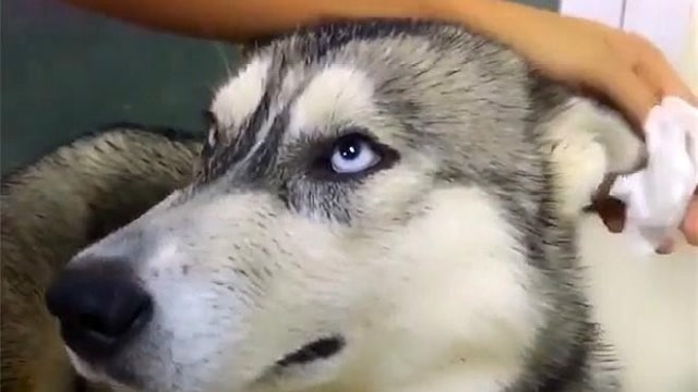 这二哈简直了,打架输了就哭,抽泣的小模样实在是太可爱了!