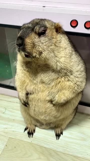 板牙拿着烟的样子很有大哥的风范啊,没想到土拨鼠也这么帅气