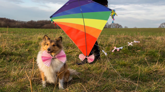 这只狗狗正在草地上放风筝,简直太好玩了!