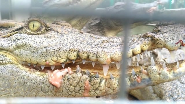 近距离观察鳄鱼吃肉,这条鳄鱼真的好帅,仿佛鳄鱼界的刘华强