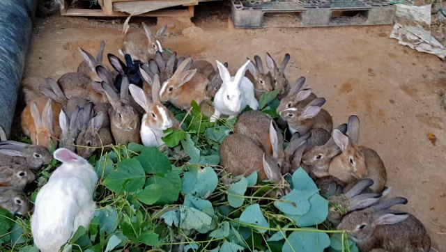 在院子里养一大群兔子一起吃草的样子萌翻了